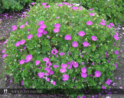 Geranium sa. 'Max Frei' P9