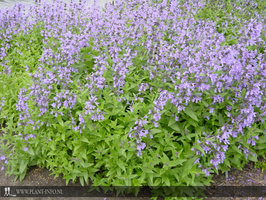 Nepeta sibirica P9