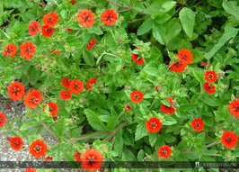Potentilla 'Gibson's Scarlet' P9