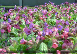 Pulmonaria sa. 'Mrs Moon' P9