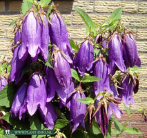 Campanula 'Sarastro' P9
