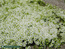 Thymus praecox 'Albiflorus' P9