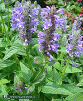 Nepeta nervosa P9