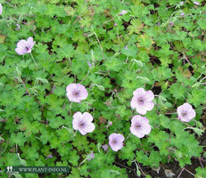 Geranium 'Joy' P9