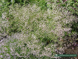 Gypsophila pan. 'Flamingo' P9