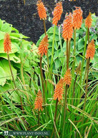 Kniphofia 'Alcazar' P9
