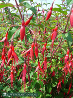 Fuchsia magellanica gracilis P9