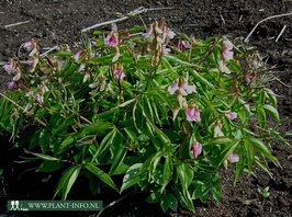 Lathyrus vernus 'Alboroseus' P9