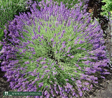Lavandula ang. 'Hidcote' P9