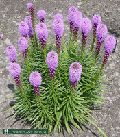 Liatris spicata 'Kobold' P9