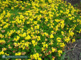 Lotus corniculatus 'Pleniflorus' P9