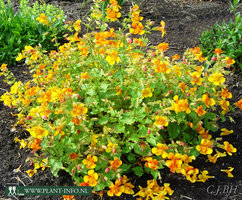 Mimulus cup. 'Burnetii' P9