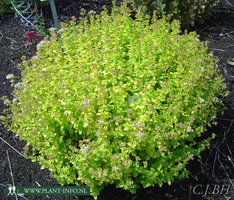 Origanum vul. 'Thumble's Variety' P9