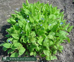 Omphalodes verna P9