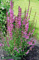 Lythrum virgatum 'Dropmore Purple' P9