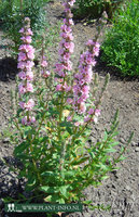 Lythrum sal. 'Blush' P9