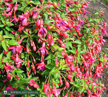 Fuchsia 'Tom Thumb' P9