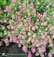 Origanum rotundifolium 'Kent Beauty' P9