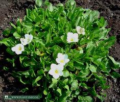 Nierembergia repens P9