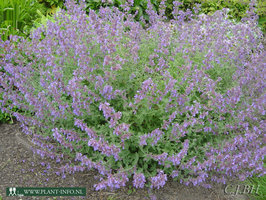 Nepeta faassenii 'Six Hills Giant' P9