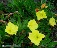 Oenothera macrocarpa P9