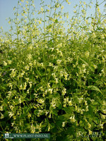 Nepeta govaniana P9