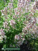 Nepeta grand. 'Dawn to Dusk' P9