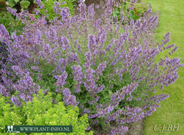 Nepeta faassenii 'Walker's Low' P9