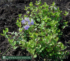 Phlox stolonifera 'Blue Ridge' P9