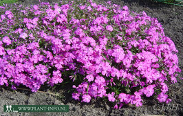Phlox (S) 'MacDaniel's Cushion' P9