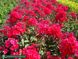 Phlox (P) 'Starfire' P9