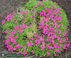 Phlox (D) 'Crackerjack' P9