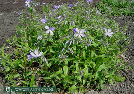Phlox div. 'Clouds of Perfume' P9