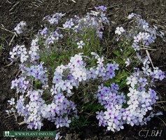 Phlox div. 'Chattahoochee' P9