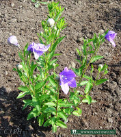 Platycodon gra. 'Mariesii' P9