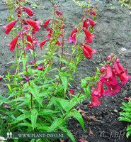 Penstemon 'Rich Ruby' P9