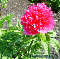 Paeonia o. 'rosea Plena' P11