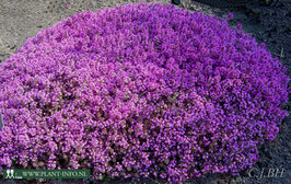 Thymus praecox 'Coccineus' P9