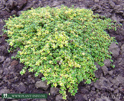 Thymus 'Doone Valley' P9