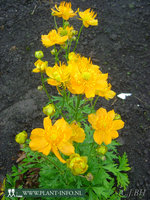 Trollius chinensis 'Golden Queen' P9