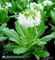 Primula den. 'Alba' P9