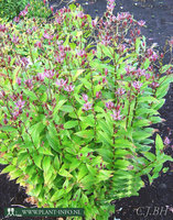 Tricyrtis formosana P9