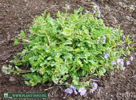Polemonium reptans 'Blue Pearl' P9