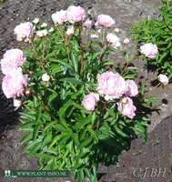 Paeonia 'Sarah Bernhardt' P11