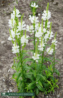 Physostegia vir. 'Summer Snow' P9