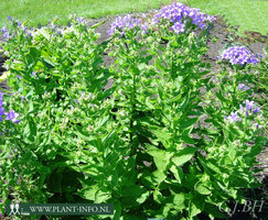 Campanula lac. 'Prichard's Variety' P9