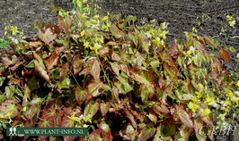 Epimedium per. 'Frohnleiten' P9