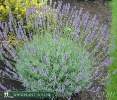 Lavandula int. 'Grappenhall' P9