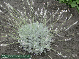 Lavandula ang. 'Edelweiss' P9