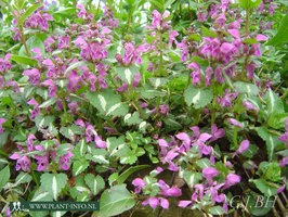 Lamium mac. 'Roseum' P9